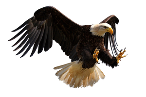 2024 New Release eagle Ornament-Gifts For eagle Lover