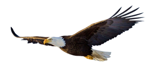 2024 New Release eagle Ornament-Gifts For eagle Lover