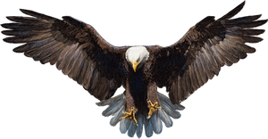 2024 New Release eagle Ornament-Gifts For eagle Lover