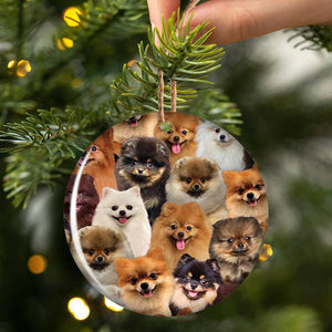 A Bunch Of Pomeranians Porcelain/Ceramic Ornament